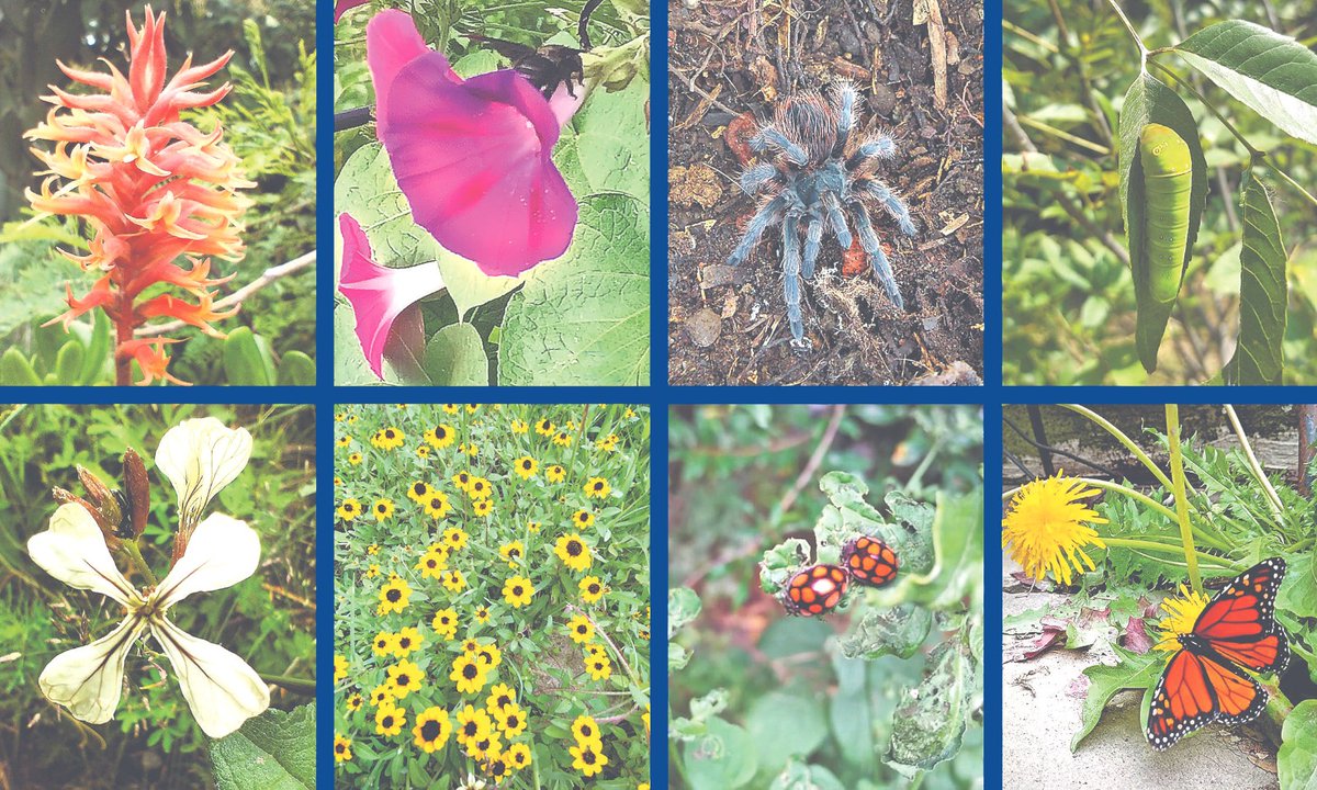 noelalvaradom's tweet photo. INVASIÓN TEPITO. Grupo de personas se apoderan de predio del #SITUAM en @Alc_Iztapalapa. Ya acabaron con la #flora y #fauna. Sin permisos y con maquinaria pesada han cometido #ecocidio al arrancar 270 árboles. @ClaraBrugadaM, @FiscaliaCDMX @SEMARNAT_mx @PAOTmx tienen conocimiento https://t.co/v9Nv4jL4CA