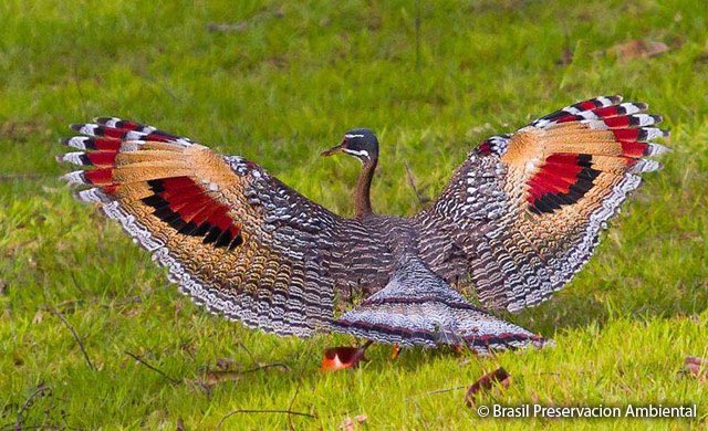 Citrinegator's tweet photo. @birdmoder i kinda get it tho haha sunbitterns Are beautiful!! https://t.co/bVxEPwgXxu