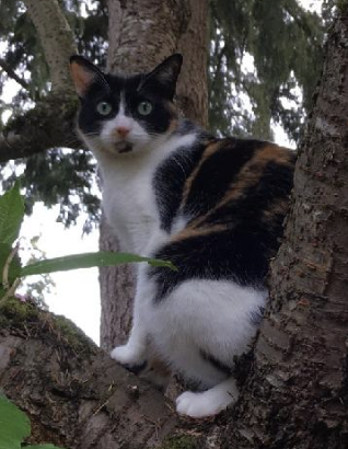 Beyond a whisker of a doubt
Your vote this year is all about
The right to chill in a lovely tree
And past force, fraud, or danger to just let it be
The tyrannic threats we face are not remote
So Peacy says: humans, get out and vote!
#CatsforFreedom #Election2024 #CalicoPower