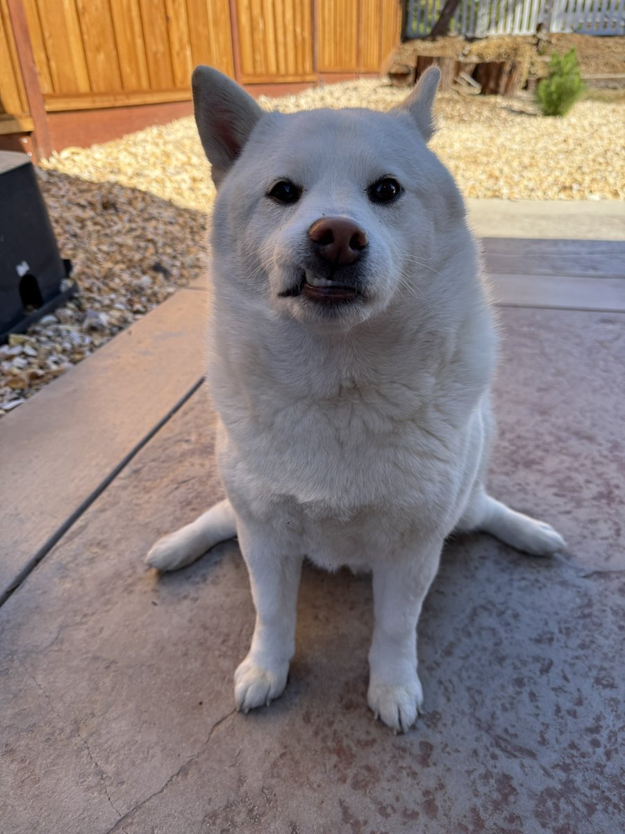 Haku tweet media
