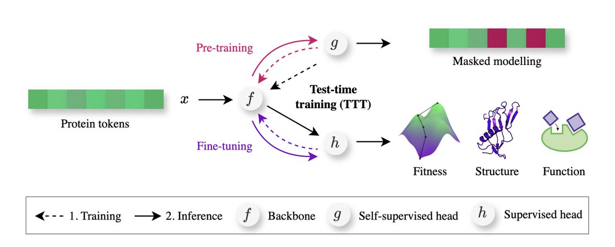 Training on test proteins improves fitness, structure, and function prediction

• This study presents a novel test-time training (TTT) approach for proteins, enabling machine learning models to adapt to individual test proteins dynamically, enhancing prediction accuracy without