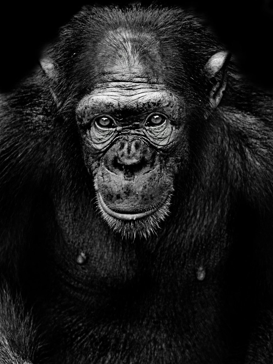 With 75% of emerging infectious diseases in humans —like COVID-19, Ebola, Mpox, bird flu, HIV or Marburg virus —originating in animals, it’s vital to address the drivers of spillover at the human-animal-environment interface. #OneHealth