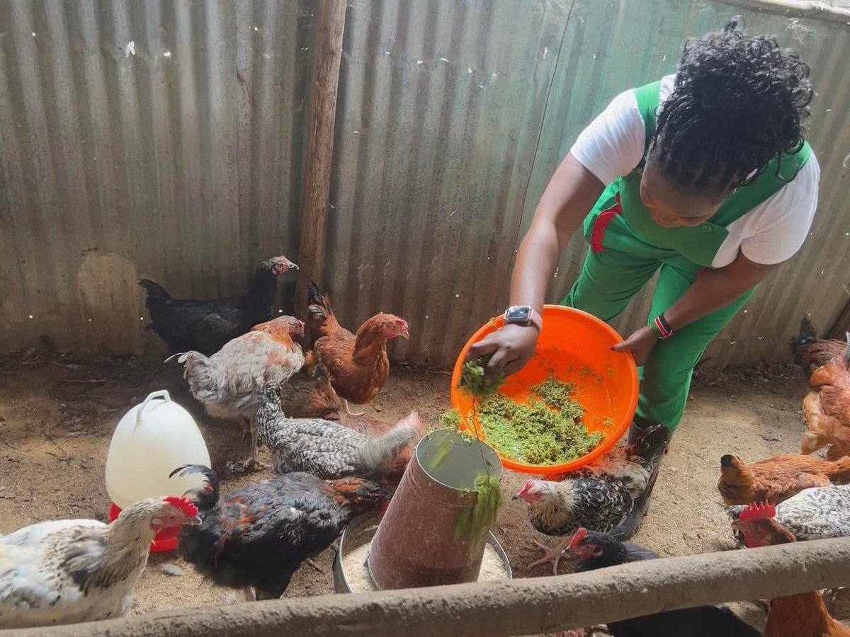 In the way of climate change we have to be innovative in livestock farming 

Azolla is the most promising aquatic plant for livestock feed due to its ease of cultivation, productivity and nutritive value

Try it today, we have the seed
0720448250