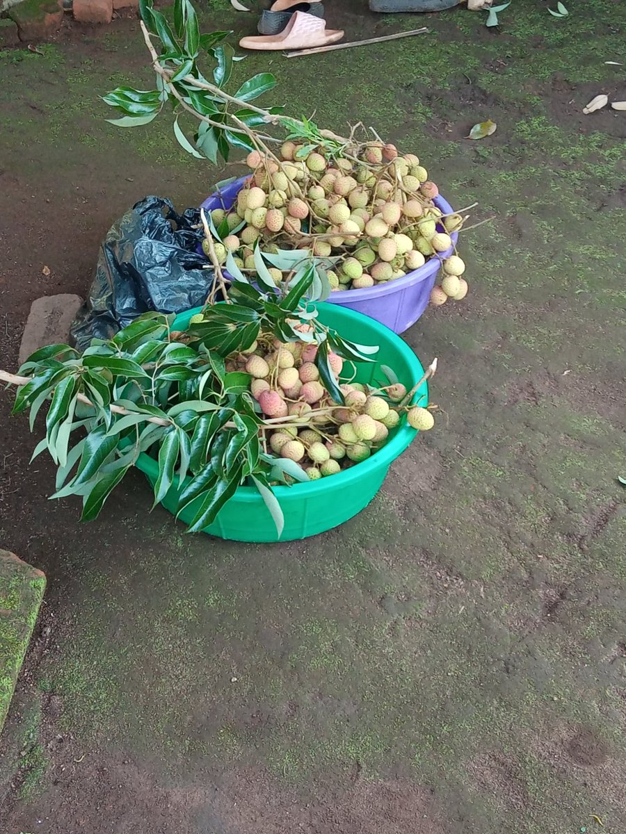martinnsondole's tweet photo. We have started selling leaches again akasitomala tatiyakhuleni timvanepo apa!! Ma seedlings alipo mukawafuna

RT for awareness!! https://t.co/72heUvceZS