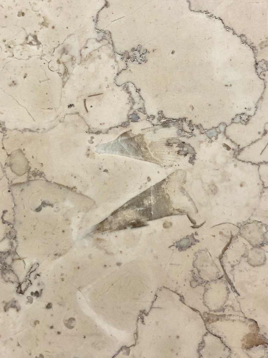 bsky.app/profile/kutan4…
アンモナイトが見られる石材で見つけたんですが、何の化石でしょうか？サメの歯だと嬉しい。
#街の中で見つかるすごい石
#UrbanGeology