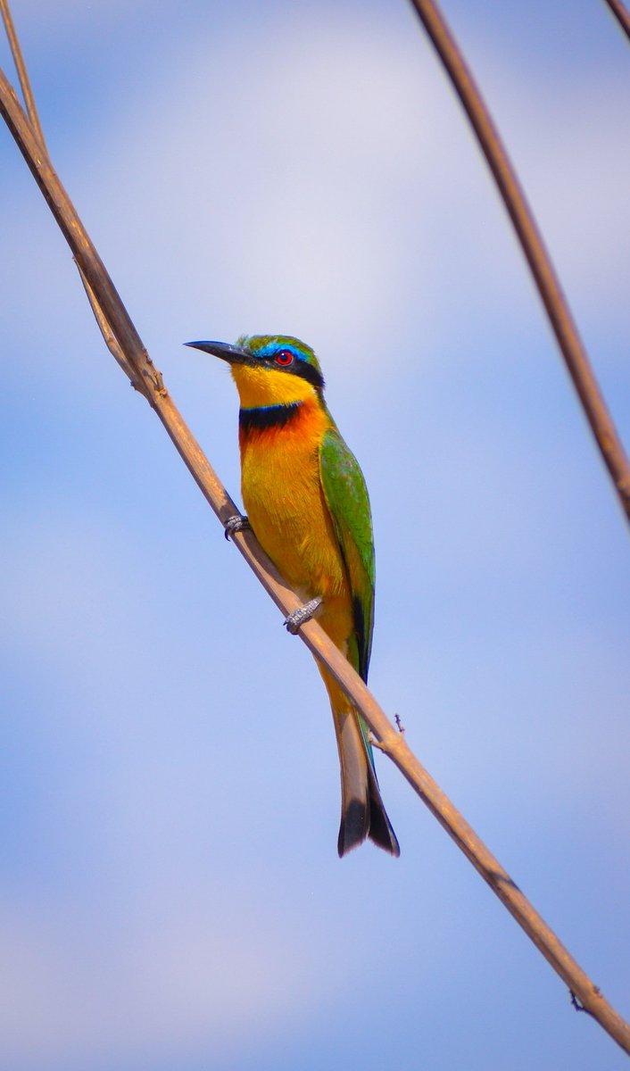 BirdsKenya's tweet photo. Beautiful Little Bee eater.
#birding #birdphotography #ThePhotoHour. https://t.co/Xzpya87P6N