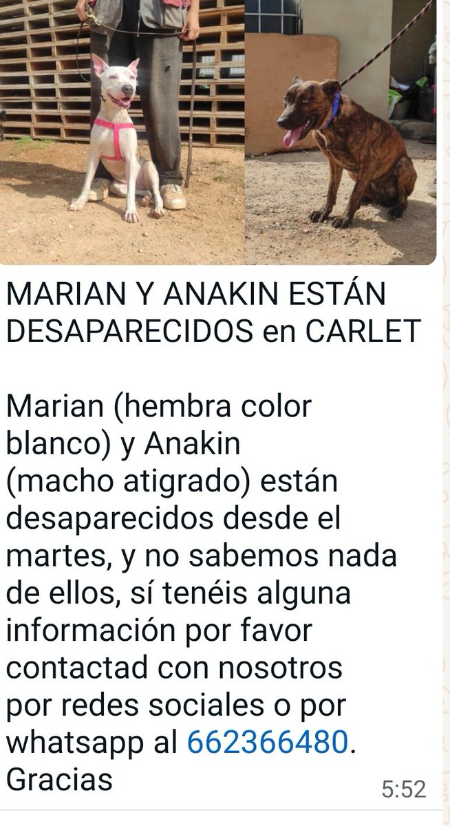 VidasSos's tweet photo. ⚠️ DESAPARECIDOS #Marian y #Anakin en #carlet ,#Valencia⚠️
#dana #sebusca #PerrodesaparecidoDana #ayuda https://t.co/nSXs7eTvKg