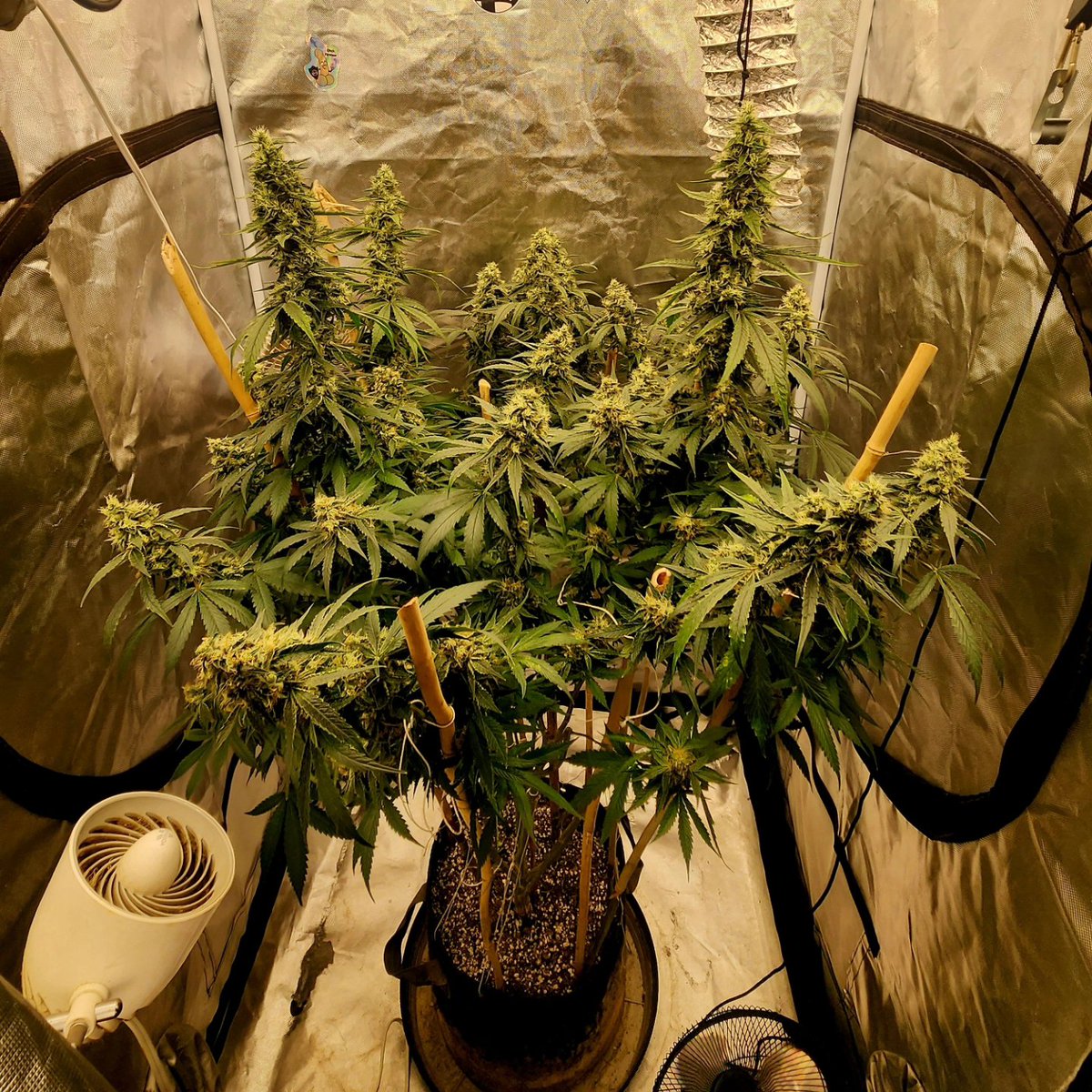Meechgrows's tweet photo. Super Chronic by @LitFarms This was around day 50 of flower. This strain is some straight fire π₯ that had a gassy and citrus smell. I'll definitely be running this strain again. #cannaculture #cannabissociety #virginiaisforgrowers #marshydro #spiderfarmer #smallbatchgrower https://t.co/hiMIR53C9Y