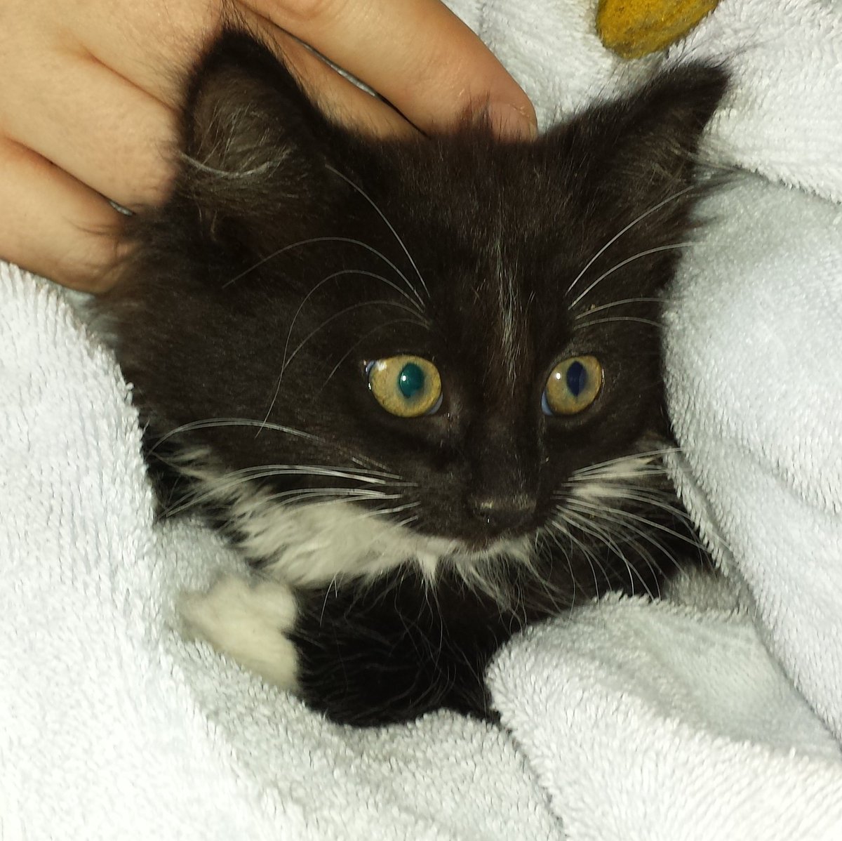MissBilqis's tweet photo. Today is my Findustag, the 8th anniversary of when the Humans first found me. I have grown since then, but I am still the Queen of the Household. Adopt, don't shop, and remember, black cats are the best. https://t.co/QSuPe0dDTz