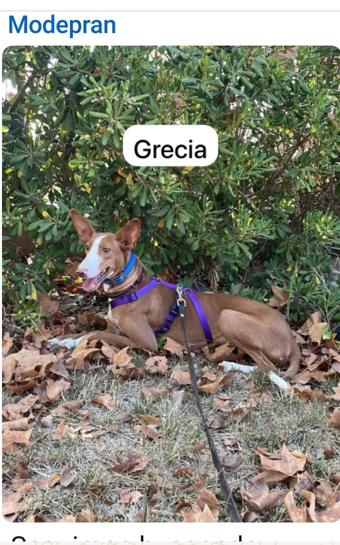 ⚠️#Grecia desaparecida⚠️ 
#Dana #valencia #SeBusca 
☎️Modepran