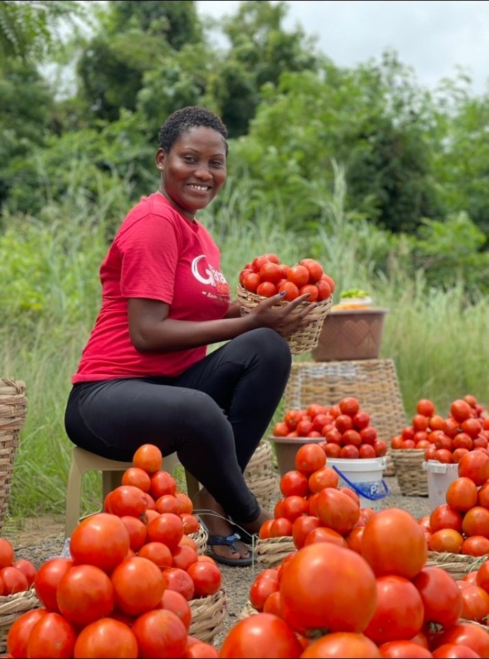 Janvierehort's tweet photo. Hello Tomato growers 🥰
market oriented agriculture is  one way in many ways that can helps you to avoid wastage of your produce or harvest.
As tomatoes have short shelf life search for market ( potential) before you plan to grow them.
💪From subsistence - modern farming. https://t.co/Jt2dwmOLoB