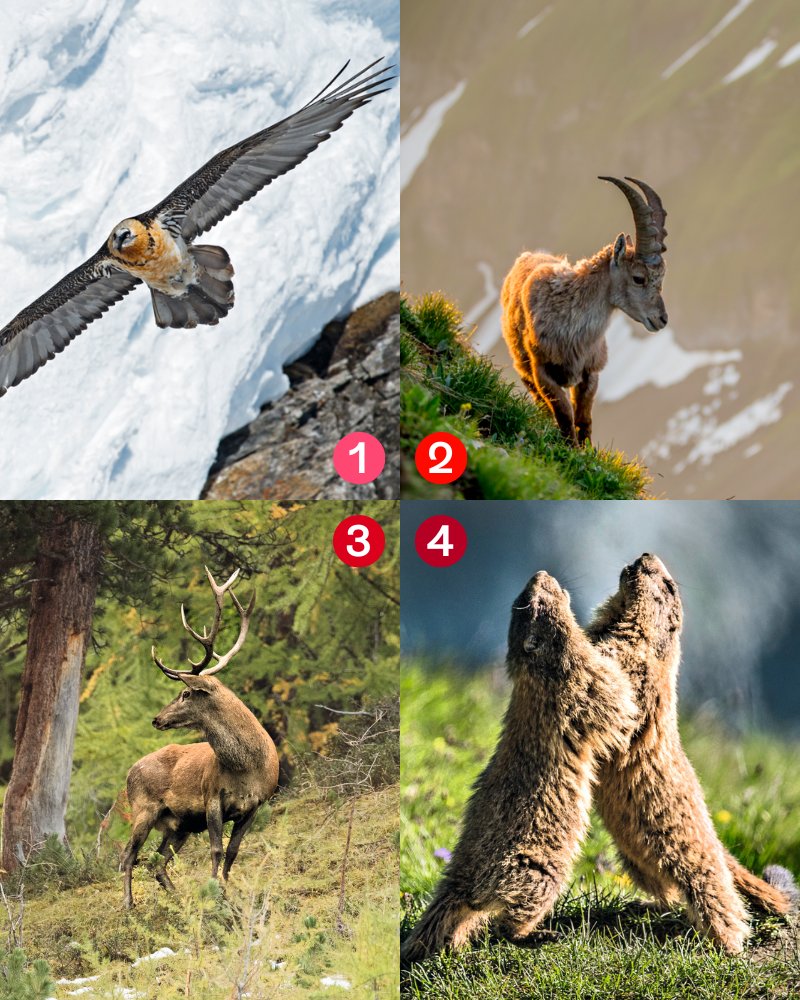 Discover the wild side of Switzerland with wildlife observation! 🦅🦌

1 Bearded Vulture
2 Ibex
3 Deer
4 Marmot

Which of these animals would you like to see?
Let us know in the comments! 👇

More info ➡️ myswitzerland.com/en-ch/experien…
