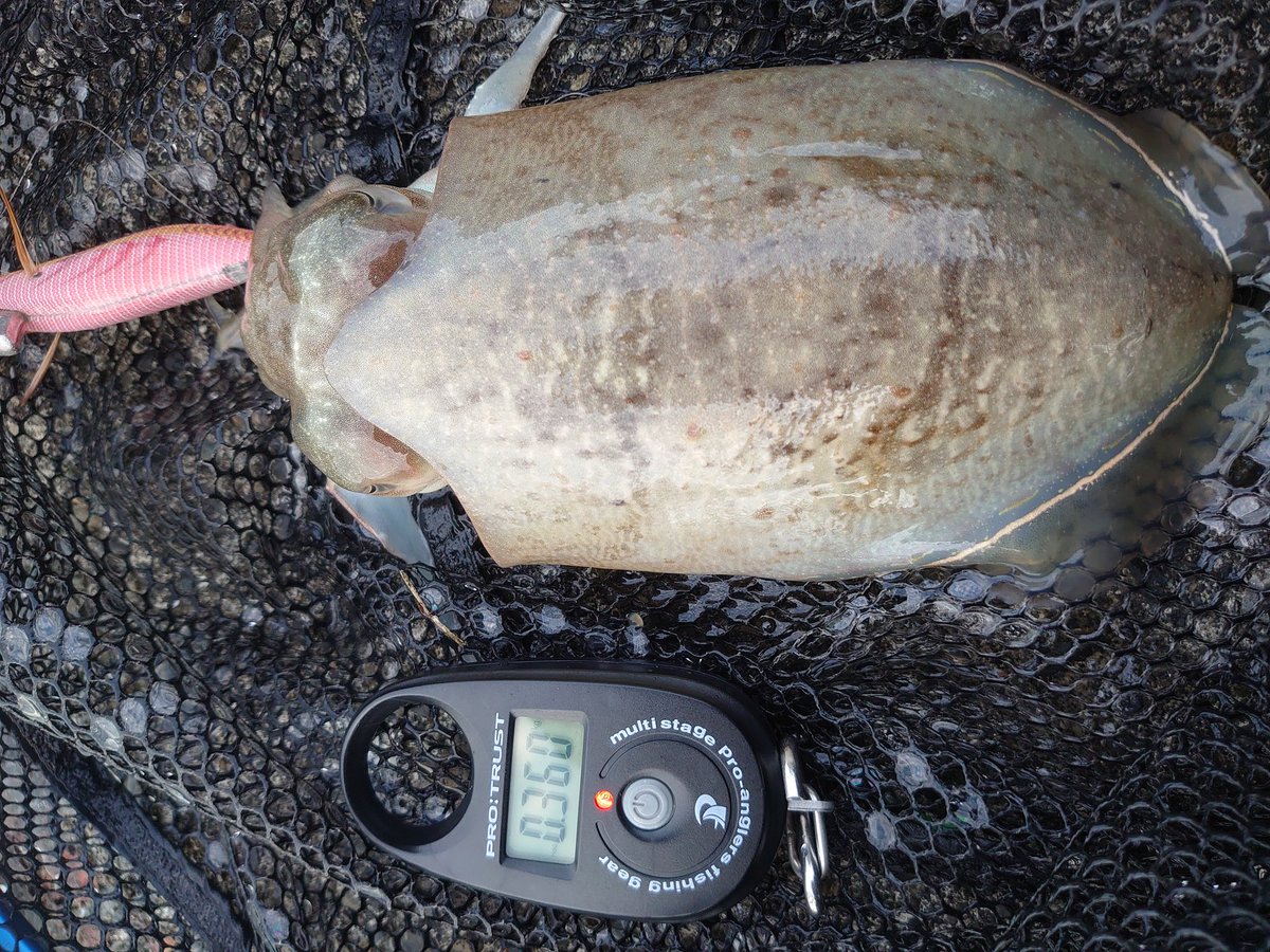 釣り場🎣に立つも魚🐠の気配も釣れる気配も何も無し…🤣🤣🤣
とりあえず足元まできっちりシャクってきていたら、急にプッンとラインに反応が…😯
もう一度投げ直して、手前２ｍ位でまたプッンと当たりがありアワセるも乗らず…🤔次の当たりでワンテンパ置いてアワセてHIT…🤓