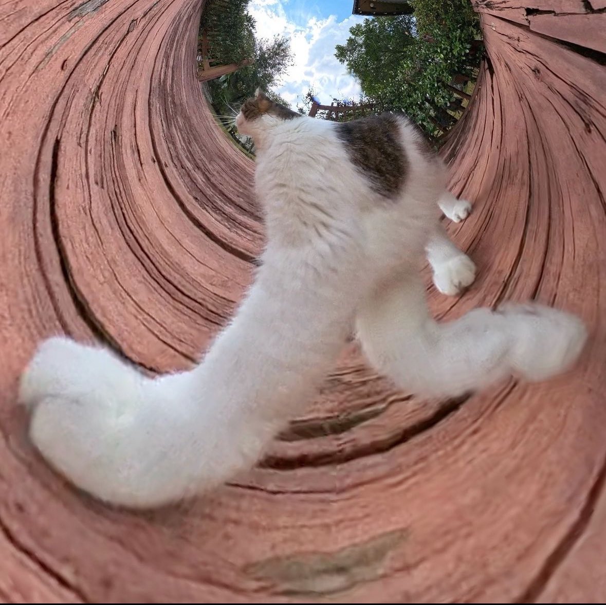 Punch Cat (@punchingcat) on Twitter photo 