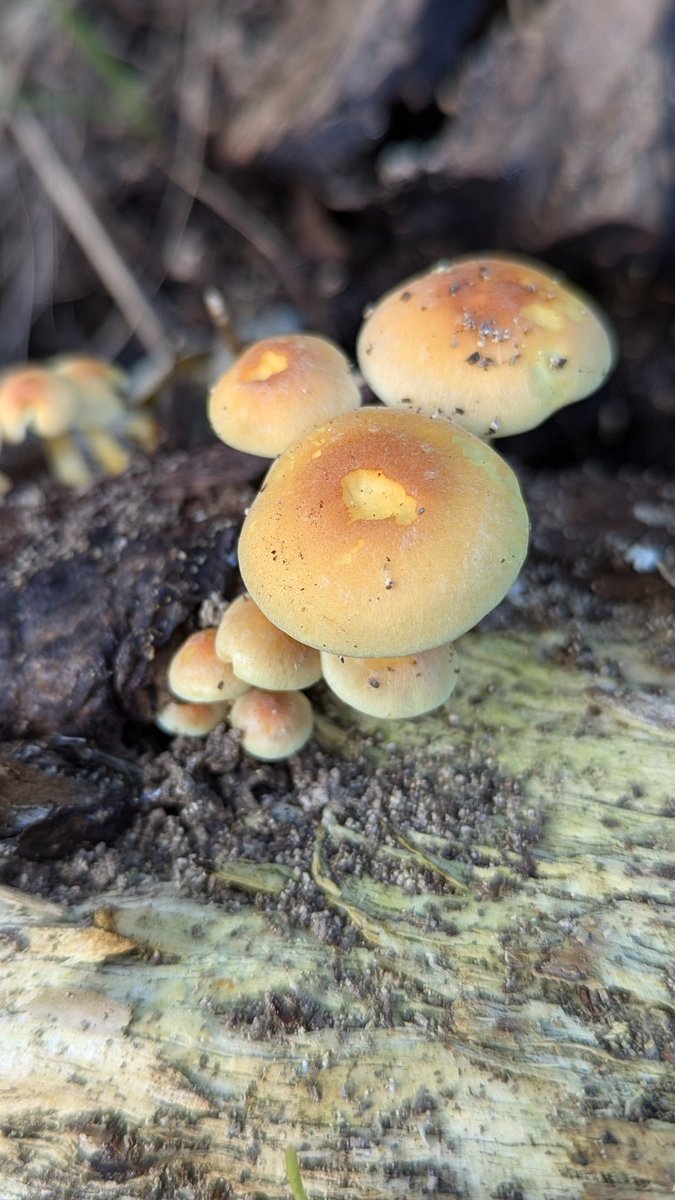 Will Clennell tweet media