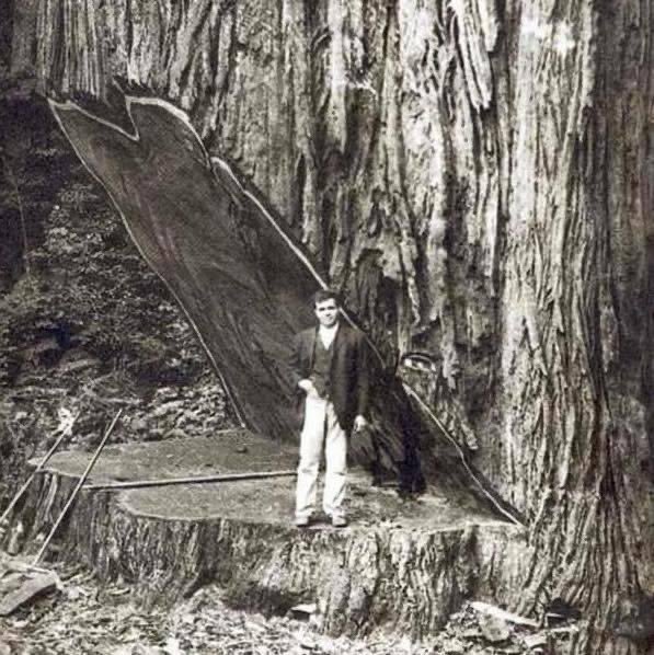 vata_foundation's tweet image. A 2600+ yr old Sequoia that was brought down with pride in 1800’s.. If only we could take equal pride in our creations.. 

humans will remain Earth’s most destructive species.. ever.

#SaveFullyGrownTrees
#TheBigTreeQuest