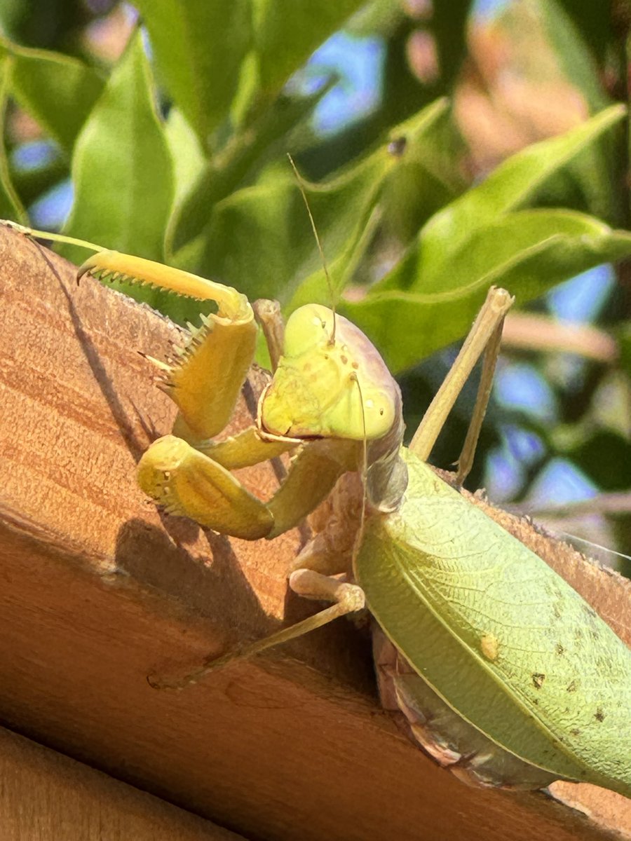 iAndreTech's tweet image. Foto con iPhone 15 Pro, bello anche il soggetto comunque 😅
.
.
#iphone15pro