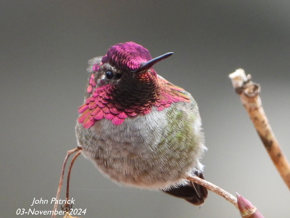 An Anna's Hummingbird looking marvelous.

At UBC, Vancouver.

#bird @WildAboutVan #hummingbird #birdwatching #birdsofvancouver #BirdsOfTwitter #birdphotography #UBC #Vancouver