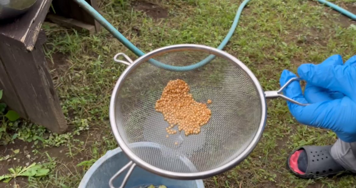 茄子の種取り
長崎長茄子
自家採種した方が野菜が丈夫な気がする
油虫もつかないし
種さん、来年もよろしくお願いします！
#種取り
#自家採種
#家庭菜園