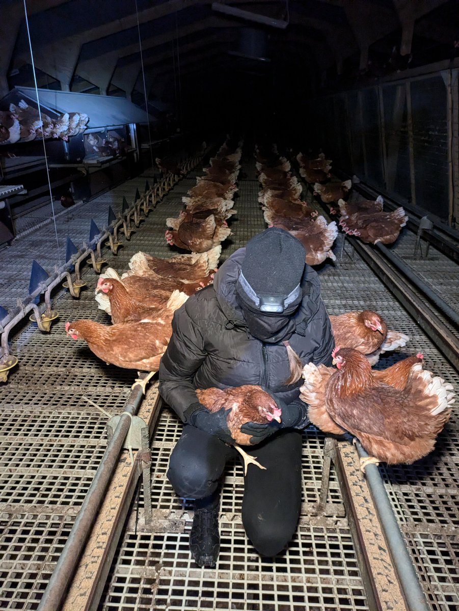 TWENTY THREE HENS LIBERATED IN MEMORY OF BARRY HORNE.

unoffensiveanimal.is/2024/11/04/twe…