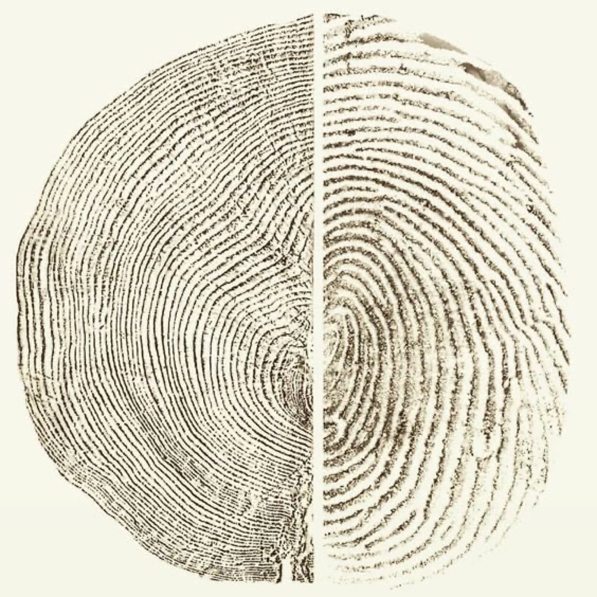 A tree stump and human finger print