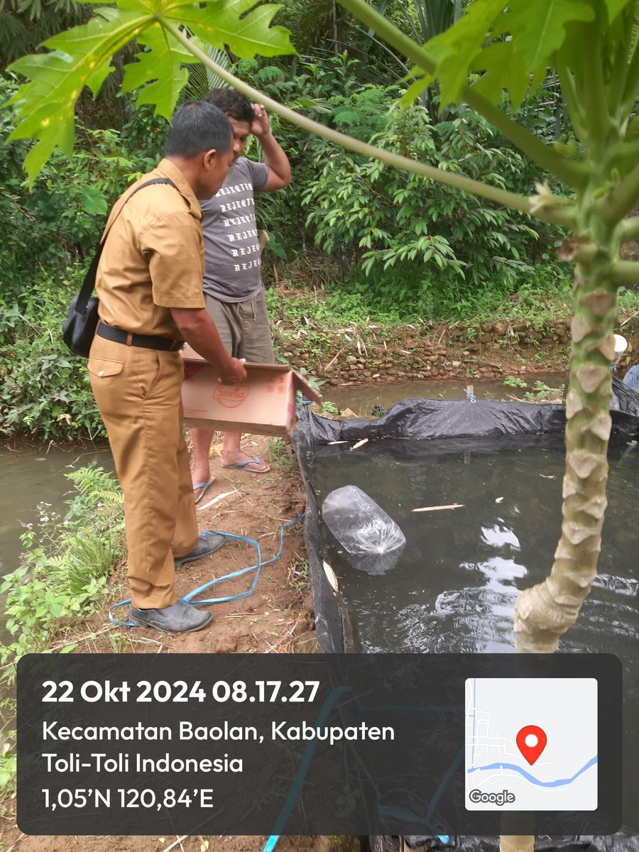 SenolinggiW's tweet photo. Rabu (22/10), Veny Senolinggi, LuhKan Kab. Tolitoli, melakukan pendampingan penyerahan bantuan bibit ikan di Kel. Mina Tuweley Kel. Tuweley, Kec. Baolan, Kab. Tolitoli 
#Luhlapor
#Tolitoli
#LuhkanSatminkalBitung https://t.co/bRtuHJXPip