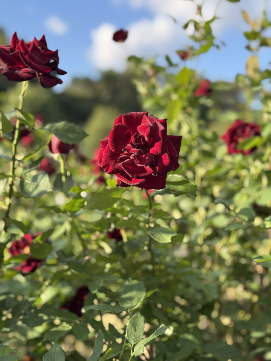 takuyasensei's tweet photo. 脳は「暇になるほど不安が増す」という研究があるよ。

強い不安を抱え続ける人は「暇」を多く持っていること多いというもの。

もちろん体のハード的な問題で動けない人もいるよね。でも体を使わなくても大丈夫です🙆

「何か夢中で行動をする」が不安を取り除く大きな力になるよ。意識してみて。 https://t.co/cJlCZOHeM5