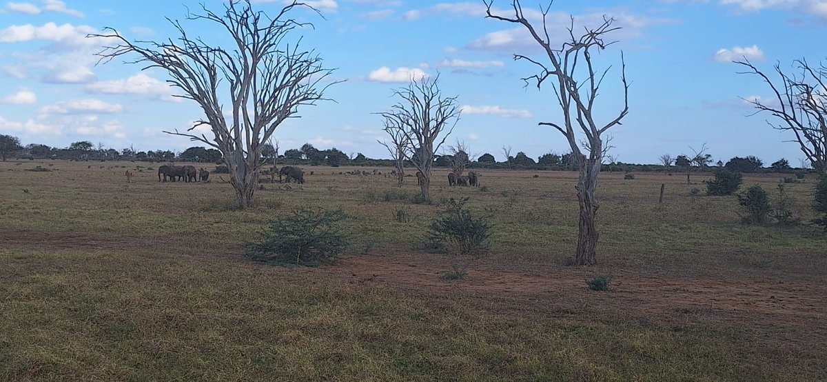 LumiRiver's tweet photo. Nature helps you unplug and unwind from the hustles of the city. Enjoy a three days, two nights, and endless memories created from visiting Amboseli and Tsavo West National Parks, Lakes Jipe &amp; Chala and an unforgettable road trip experience. @CollinsBriche @ThornMulli https://t.co/cHxCCRKNh7