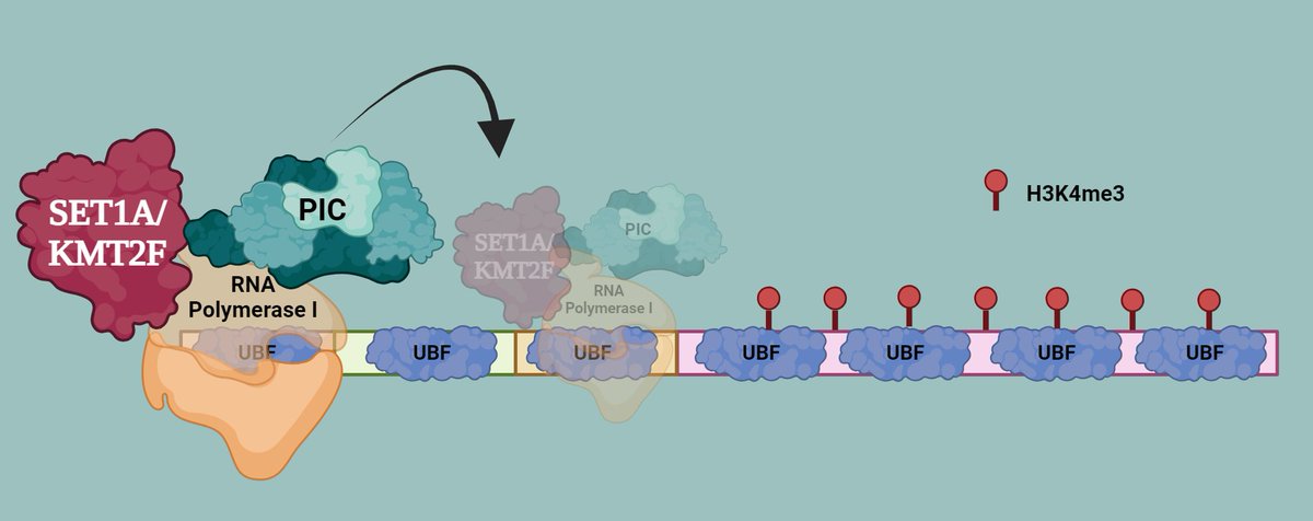 Shweta Tyagi (@shwetatyagicdfd) on Twitter photo Our new preprint on how H3K4 HMTs regulate RNA Pol I. Fantastic work by <a href="/KaisarAhmadlon6/">Kaisar Ahmad lone</a>, Amit Karole and Geetanjali Ravindran.
#Epigenetics , #chromatin, #transcript, #RNApol, #ncRNA
doi.org/10.1101/2024.1… Our new preprint on how H3K4 HMTs regulate RNA Pol I. Fantastic work by <a href="/KaisarAhmadlon6/">Kaisar Ahmad lone</a>, Amit Karole and Geetanjali Ravindran.
#Epigenetics , #chromatin, #transcript, #RNApol, #ncRNA
doi.org/10.1101/2024.1…