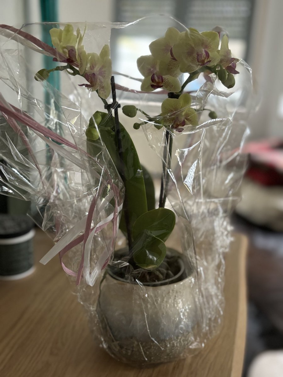 celik_neli's tweet photo. Evde yokken Çiçek getirenleriniz olsun 🌸🍀
#Orchide https://t.co/gmpCzc70Yl