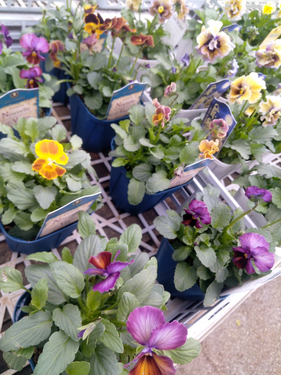 ガーデンセンター宇都宮店】 宇都宮店にも #サトウ園芸 さんのパンジー