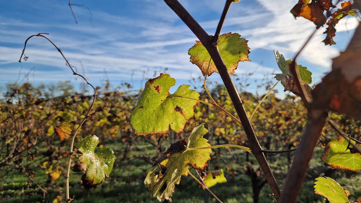 Gianluca Sartori tweet media