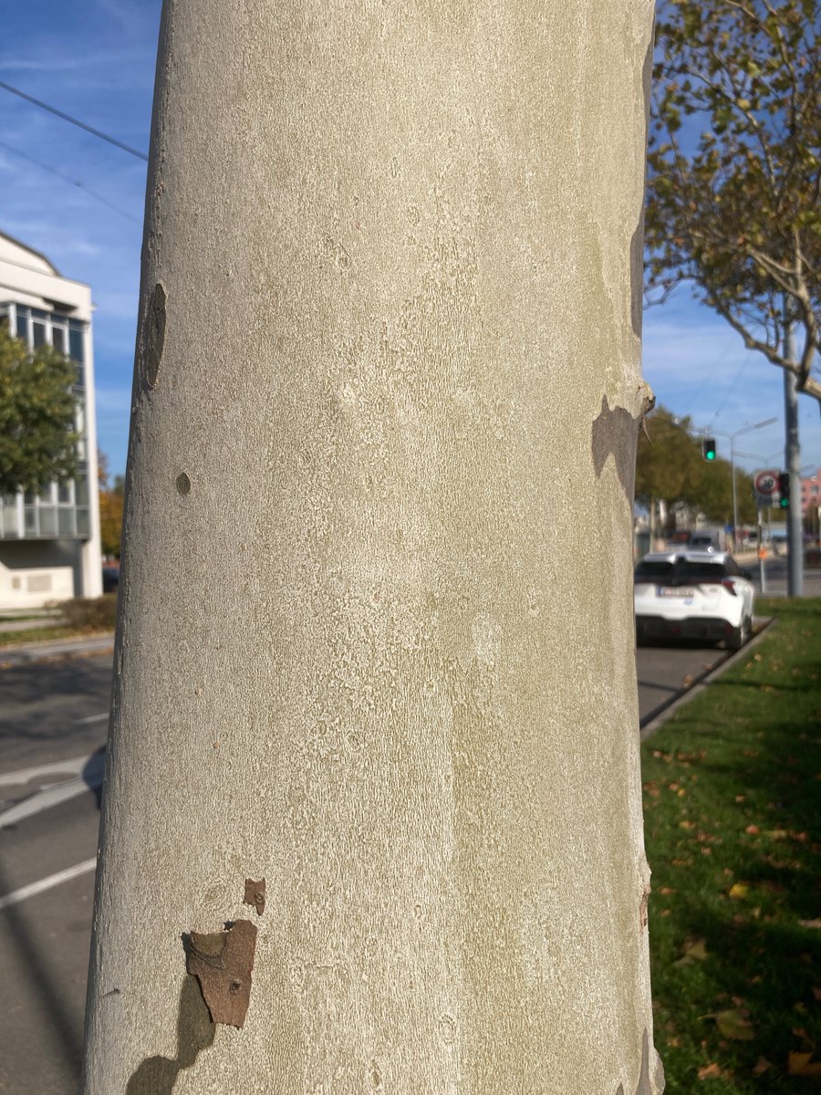 pollenpaar's tweet photo. Warum sind die Platanen jetzt "nackt"?
Wenn man schaut, dann sind Äste und Stamm vieler Platanen ganz hell.
Entwarnung: Es ist ein natürlicher Prozess. Die #Platane wächst und wirft schon im Sommer die #Borke ab.
#PollenserviceWien @MedUni_Wien unterwegs https://t.co/701glLHYv7