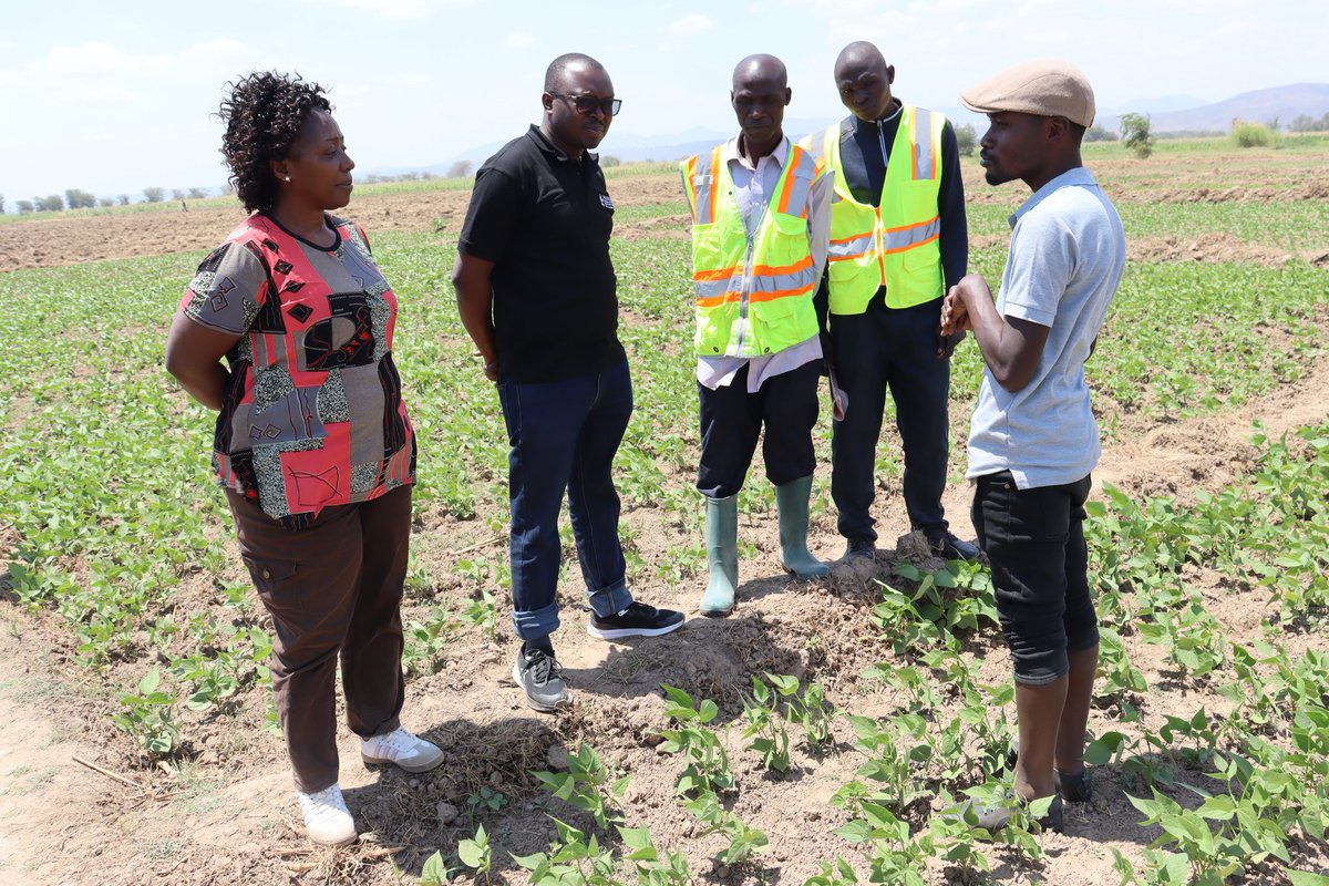 _PABRA's tweet photo. Sowing a sustainable future! The #ACCELERATEProject is driving off-season seed production innovation &amp; building climate resilience in #BeanFarming across Tanzania. With new irrigation, farmers access water in tough conditions, boosting yields all year round. #ClimateResilience. https://t.co/Jk6ssGASDb