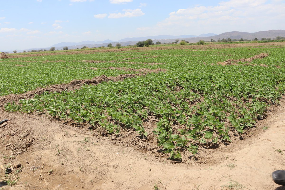 _PABRA's tweet photo. Sowing a sustainable future! The #ACCELERATEProject is driving off-season seed production innovation &amp; building climate resilience in #BeanFarming across Tanzania. With new irrigation, farmers access water in tough conditions, boosting yields all year round. #ClimateResilience. https://t.co/Jk6ssGASDb