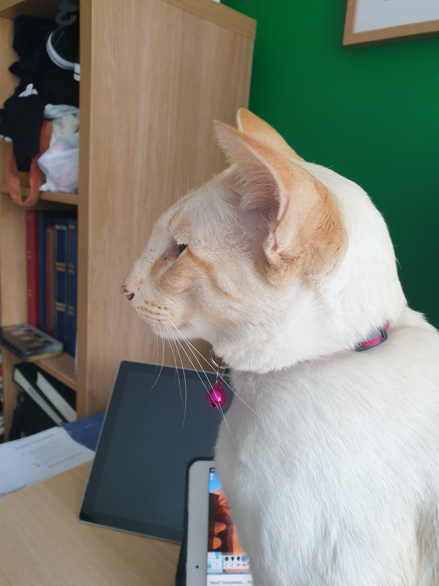 ngaio_w's tweet photo. @RobertaSeaport Isn't he! Had the doors open earlier this year when working and got an unexpected desk visitor! https://t.co/aD0hMVMMfP