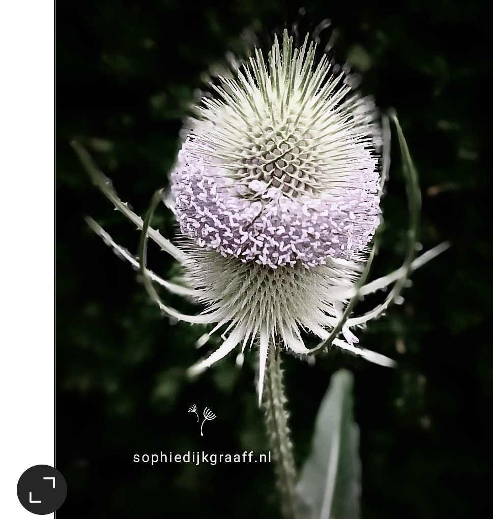 SDijkgraaff's tweet image. Goedemorgen, het wordt weer een mooie najaarsdag, geniet ervan 🍀
#elkedageenfoto #lovingnature