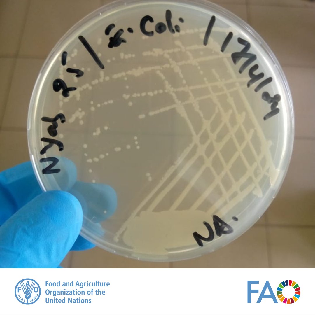 FAO in Rwanda (@faorwanda) on Twitter photo Happy to announce Rwanda's successful #AMR data submission to <a href="/FAO/">Food and Agriculture Organization</a>'s InFARM platform!
This milestone will strengthen the national surveillance systems, enabling evidence-based decisions to combat antimicrobial resistance and protect health across sectors.
#ECTAD
#OneHealth Happy to announce Rwanda's successful #AMR data submission to <a href="/FAO/">Food and Agriculture Organization</a>'s InFARM platform!
This milestone will strengthen the national surveillance systems, enabling evidence-based decisions to combat antimicrobial resistance and protect health across sectors.
#ECTAD
#OneHealth