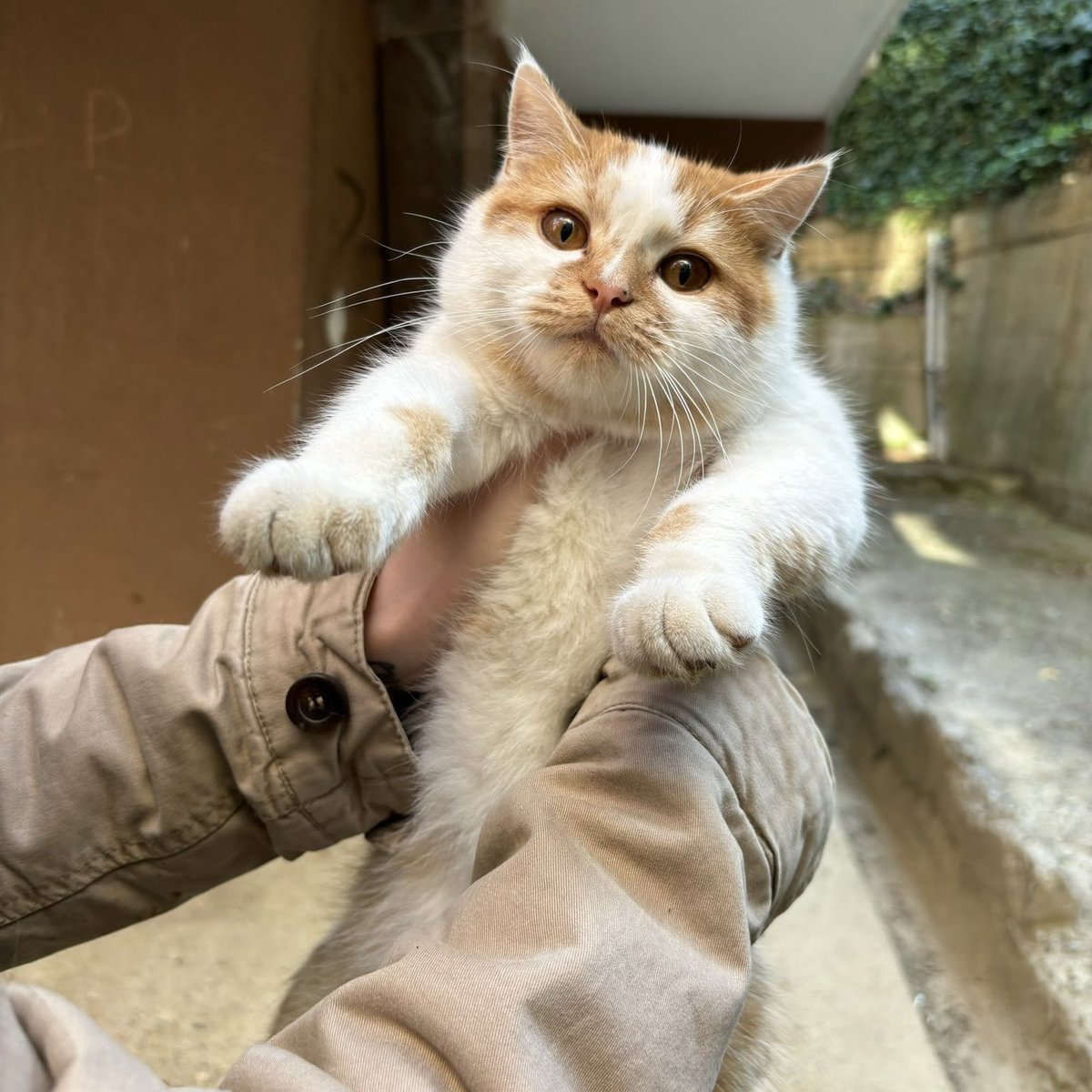 bu bal küpünü çok sevmiştim, keşke benim oğlum olsaydı, ona twitter açsaydım diyenlere müjde.. geri geliyor. ACİL YUVA. lütfen ciddi olanlar, düzeni oturmuş kişiler yazsın bebeği sürekli yerinden etmeyelim :( 6 aylık, kısır, erkek, karma aşısı ve iç/dış var. çengelköy/istanbul