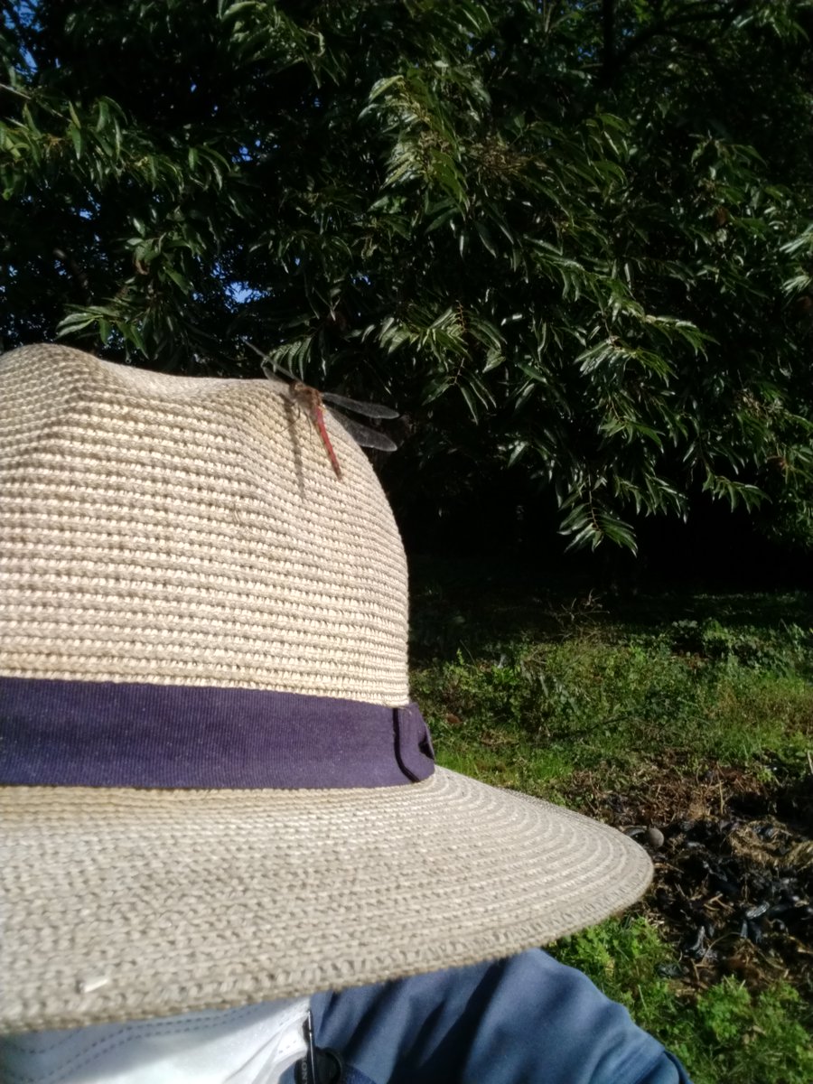 Yonofuseiabaku's tweet photo. 畑仕事をしていたら、妻が私を指さして笑い出したので、何ごとかと思ったら…

麦わら帽の右に、作り物の虫除けオニヤンマくん。

そして、反対の左側に、生きた本物のアキアカネがとまっていました。

本物のオニヤンマは赤とんぼ食べちゃうそうなので、私の頭上で幻の共演が叶っていたようです。 https://t.co/fS59ZnGRNS