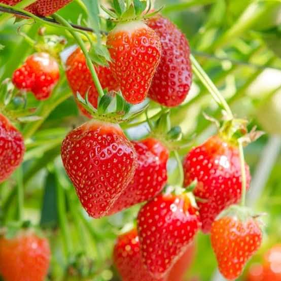 For strawberry farming to be profitable, you don’t have to wait for a long time. You will harvest the strawberries at the three-month mark, get them from the planting bed or pots, and start selling them. 

Call / Text / Whatsapp 0769623300
Whatsapp: wa.me/254769623300