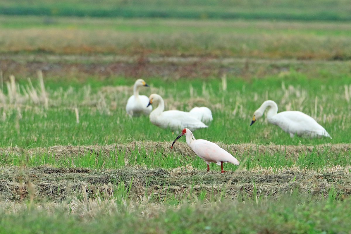 kankyoshosado01's tweet image. 【2024年10月21日～27日に佐渡島内で確認されたトキ】
トキが朝焼けに照らされた美しい瞬間が観察できました。本日は飛来したコハクチョウの近くで餌を探すトキもお届けします。