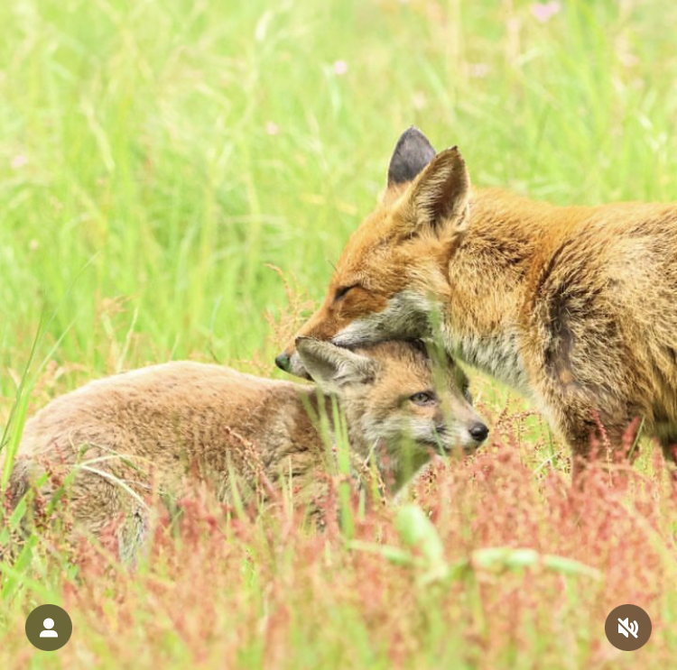 Chris Packham tweet media