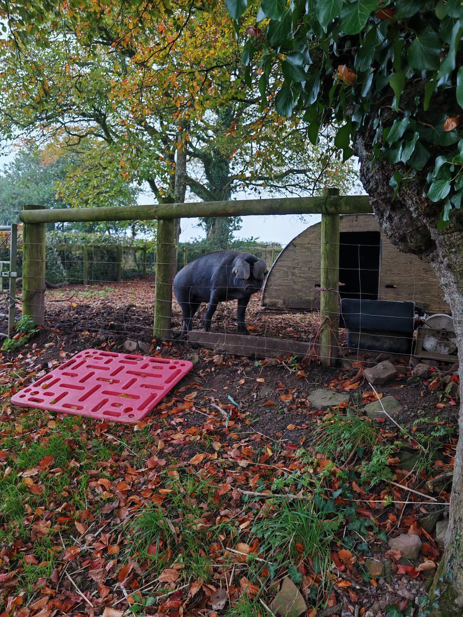 King's Park Academy tweet media