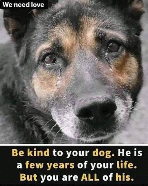 Dog Lovers tweet media