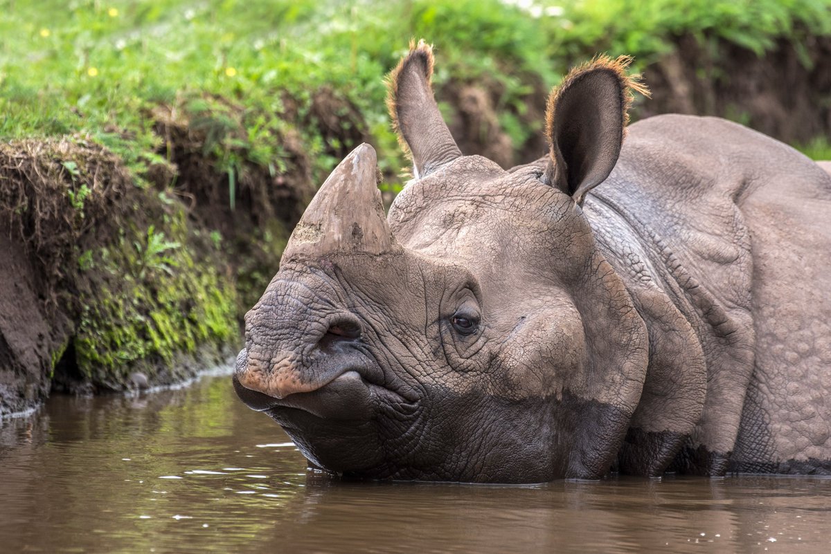 🎈 Happy Birthday, Rap! 🎈
Our Indian rhino, Rap, turns 17 years old today! 😄🦏

#WMSP #HappyBirthday