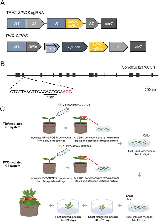 Hortres's tweet photo. Developed virus-induced genome editing (VIGE) methods for efficient genome editing in Solanaceous crops. #CRISPR #VIGE #Tomato #Potato @OxfordJournals
Details:https://t.co/oWENbyBitT https://t.co/cLEJxwLUV2