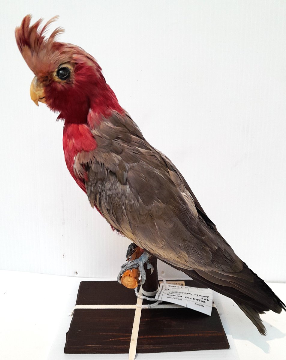 ConservationBob's tweet image. Ipswich Museum conservation for the redevelopment. Volunteers have been carefully cleaning parrots. The birds have been vacuumed, cleaned with swabs and Symperonic detergent, patted dry and feathers teased and brushed back into place. Their colour has returned.