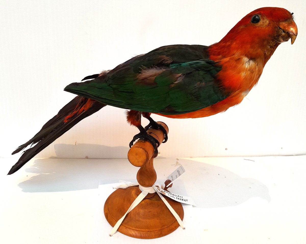 ConservationBob's tweet image. Ipswich Museum conservation for the redevelopment. Volunteers have been carefully cleaning parrots. The birds have been vacuumed, cleaned with swabs and Symperonic detergent, patted dry and feathers teased and brushed back into place. Their colour has returned.