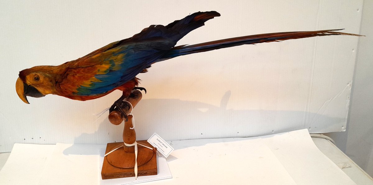 ConservationBob's tweet image. Ipswich Museum conservation for the redevelopment. Volunteers have been carefully cleaning parrots. The birds have been vacuumed, cleaned with swabs and Symperonic detergent, patted dry and feathers teased and brushed back into place. Their colour has returned.